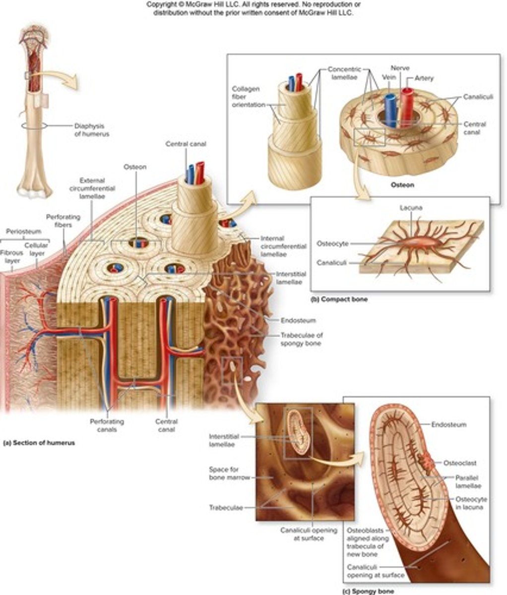 <p>Compact bone is solid and dense, while spongy bone has an open lattice structure called trabeculae.</p>