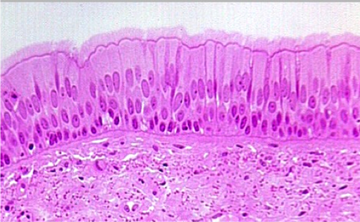 <p>where is pseudostratified columnar found?</p>