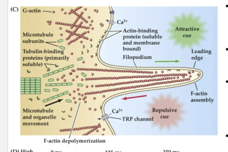 <p>What does Figure 23.3 reveal about the structure and function of growth cones?</p>