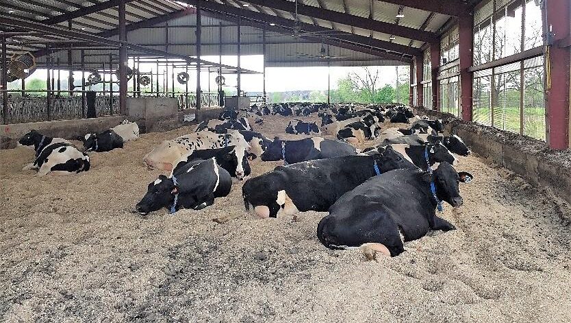 <ul><li><p>Sawdust and shavings</p><ul><li><p>These are the normal sources of Klebsiella, when they get moist it creates an ideal environment</p></li></ul></li></ul><p></p>