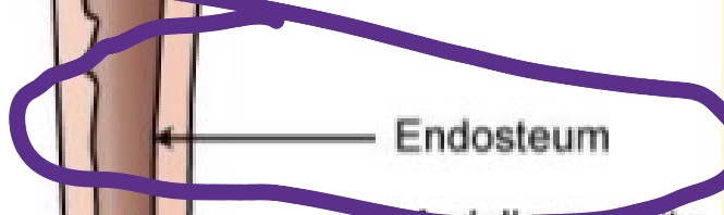 <p>Endosteum</p>
