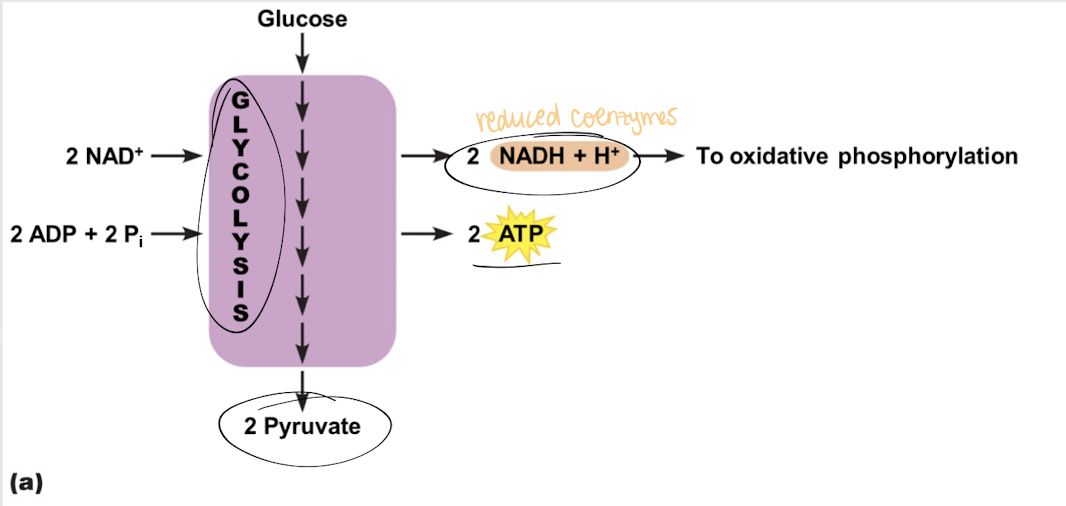 <p>First step in glucose oxidation where each glucose molecule is broken down into two pyruvate molecules w/ a net gain of 2 ATP and 2 NADH</p>