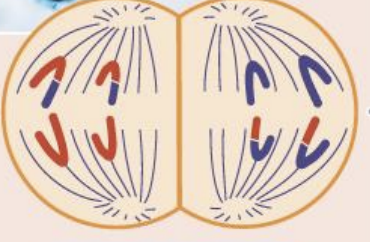 <ul><li><p>shugoshin breaks down</p></li><li><p>cohesin breaks down</p></li><li><p>sister chromatids separate</p></li></ul><p></p>