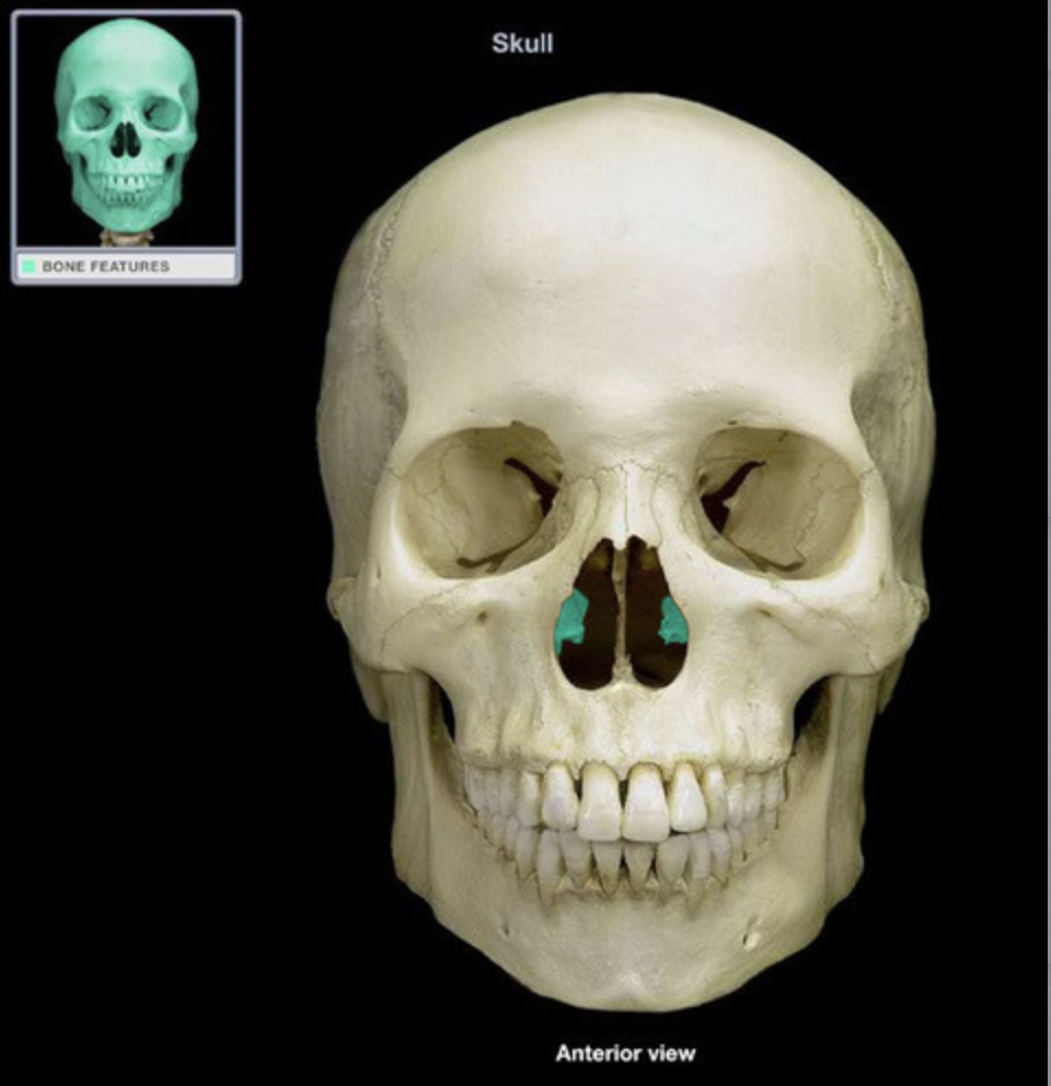 <p>the lowermost scroll-shaped bones on the sidewalls of the nasal cavity</p>