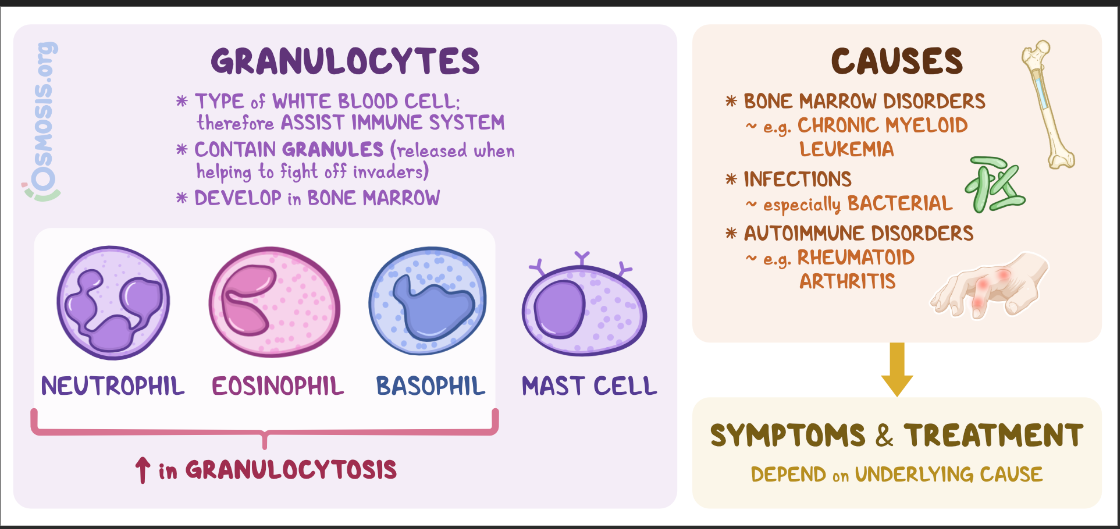 <p><strong>Neutrophils </strong>- bacterial infection; elevated neutrophil</p><ul><li><p><u>most numerous</u> WBCs</p></li><li><p>Give the cytoplasm a lilac color</p></li><li><p>Very phagocytic - “bacteria slayers”</p></li></ul><p><strong>Eosinophils </strong>- red-staining, bi-lobed nuclei</p><ul><li><p><u>digest parasitic worms</u> that are TOO large to be phagocytized</p></li></ul><p><strong>Basophils </strong>- antihistamines; blocking effects</p><ul><li><p>Rarest WBCs</p></li><li><p>Large, purplish-black (basophilic) granules contain histamine</p></li></ul><p></p>