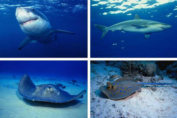 <p>Chondrichthyes</p>