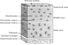 <p>structure of cartilage </p>