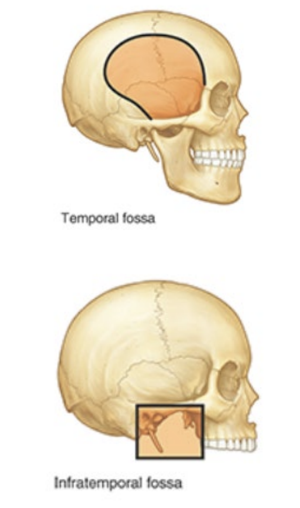 <p>temporal fossa</p><p>infratemporal fossa </p>