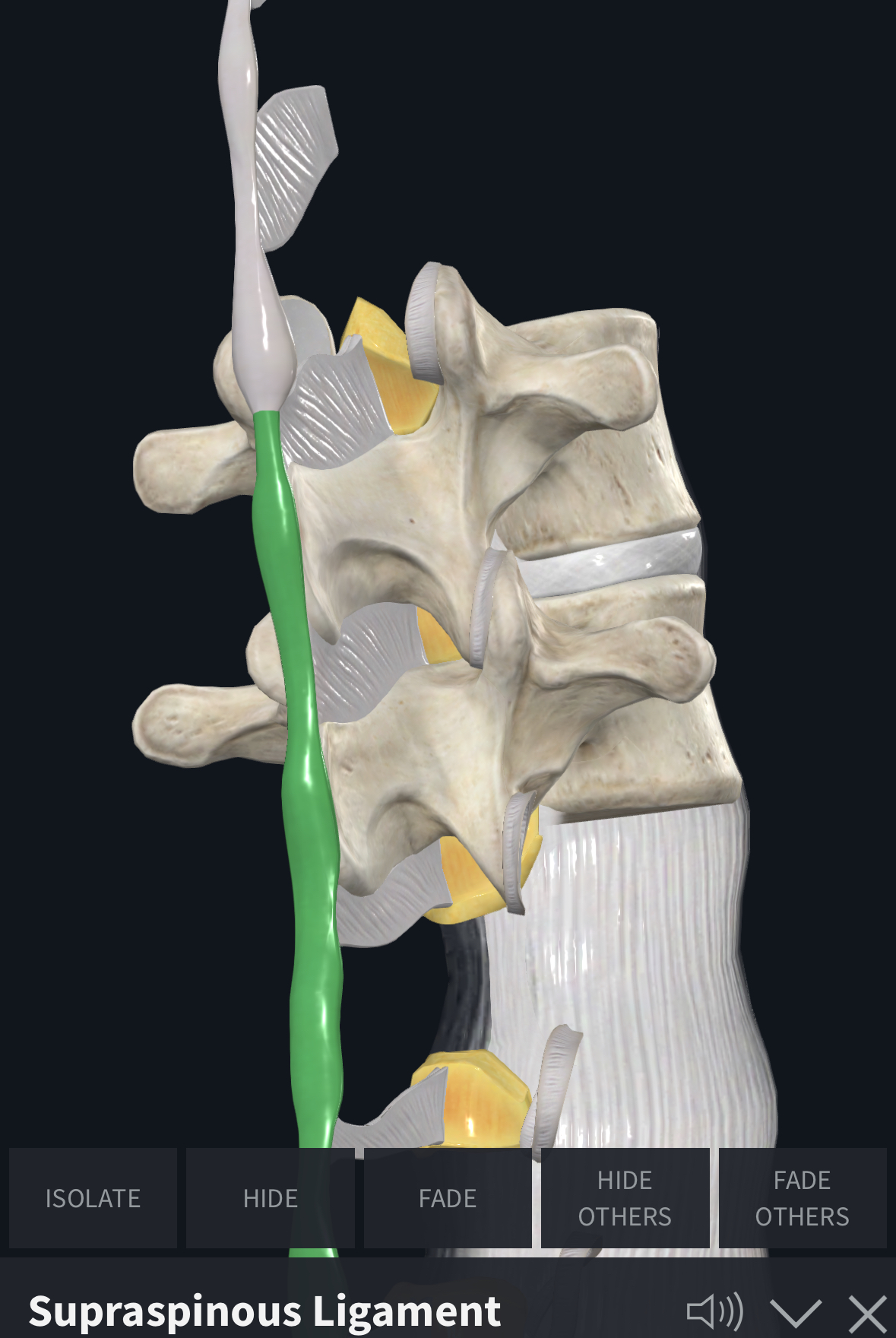 <p>Supraspinous ligaments function (limits…?)</p>