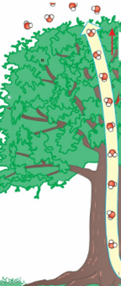 <p>Vannet kommer inn gjennom rothårene --> gjennom bark + innerhud --> til vedrørene --> beveger seg oppover</p><p>Tre faktorer som gjør at vannet kan bevege seg oppover:</p><p>1. Rottrykk</p><p>2. Transpirasjon (fordamping)</p><p>3. Adhesjon- og kohesjonskrefter (kapillærkrefter)</p><p>--> Disse forklarer til sammen hvordan vannet kommer opp i planten</p>