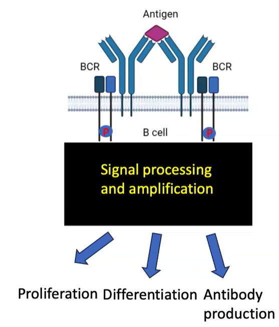 <ul><li><p>BCR activation via antigen cross-linking triggers signal processing and amplification.</p></li><li><p>Leads to B cell fate decisions: proliferation, differentiation, and antibody production.</p></li><li><p>Involves modifications like phosphorylation, lipid signaling, and ubiquitination to regulate responses.</p></li></ul><p></p>