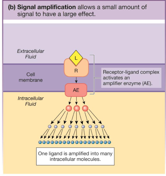 <p>allows a small amount of signal to have a large effect</p>