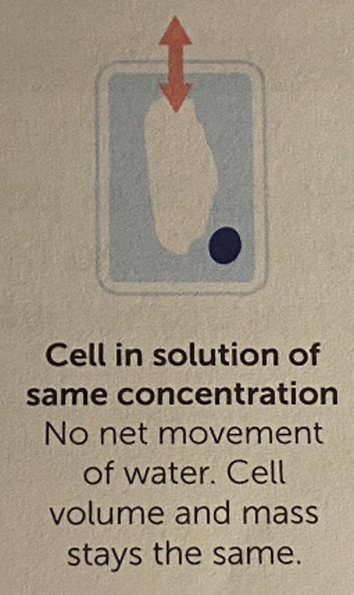 <p>no net movement of water, cell volume + mass stay the same</p>