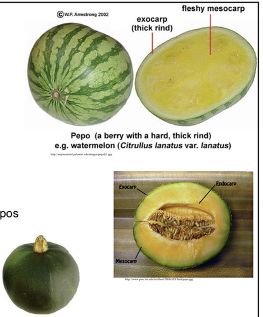 <p>Berry with a thick inseparable rind→ melons, squash, pumpkin, cucumber, gourds</p>