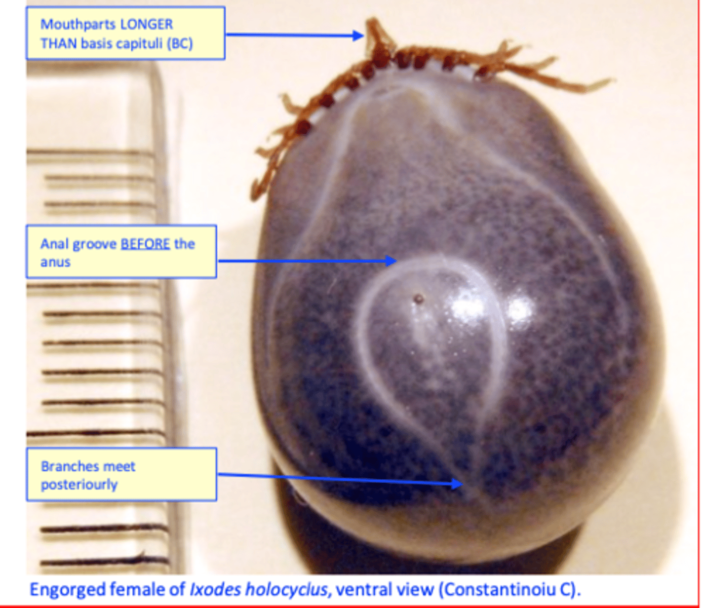<p>The life cycle is completed within one year in tropical and subtropical areas but usually requires 2 years in temperate years</p>