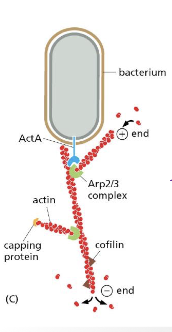 <p>ActA in bacteria can activate Arp 2/3</p><ul><li><p>result:polymerization at surface of bacteria so it can now be displaced / moved</p></li></ul><p>can also recruit coffin to sever old actin at the minus end so that we can remain at Cc and keep adding to the plus end</p><p></p>