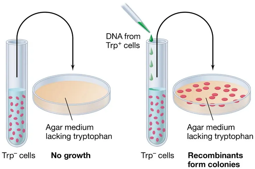 <ul><li><p>we need a selective marker to see which recombinations were successful eg. antibiotic resistance or essential compounds like the amino acid tryptophan</p></li><li><p><strong>auxotrophs </strong>are bacterial strains which cannot synthesise a particular compound&nbsp;</p></li><li><p>the wild type, which can produce the compound, is called a <strong>prototroph</strong></p></li></ul><p></p>