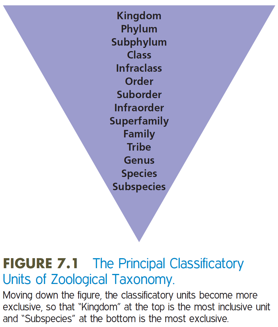 <p>classification of plants and animals; assignment of organisms to categories</p><ul><li><p>(Carolus Linnaeus developed the first comprehensive taxonomy)</p></li></ul><p></p><p><strong>taxonomy is VERY important&nbsp;</strong></p><p></p>