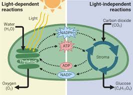 <p><span style="background-color: transparent;"><span>1.) Light-Dependent reaction</span></span></p><p><span style="background-color: transparent;"><span>2.) Light-Independent reaction</span></span></p>