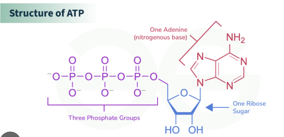 <p>ATP structure and energy level </p>