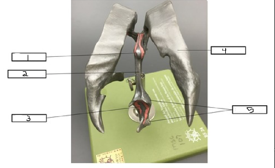 <p>what is labeled #1</p>