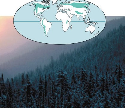Subarctic climate with long, cold, dry winters, and short , mild summers. Dominated by coniferous evergreen trees. Plant diversity is low
