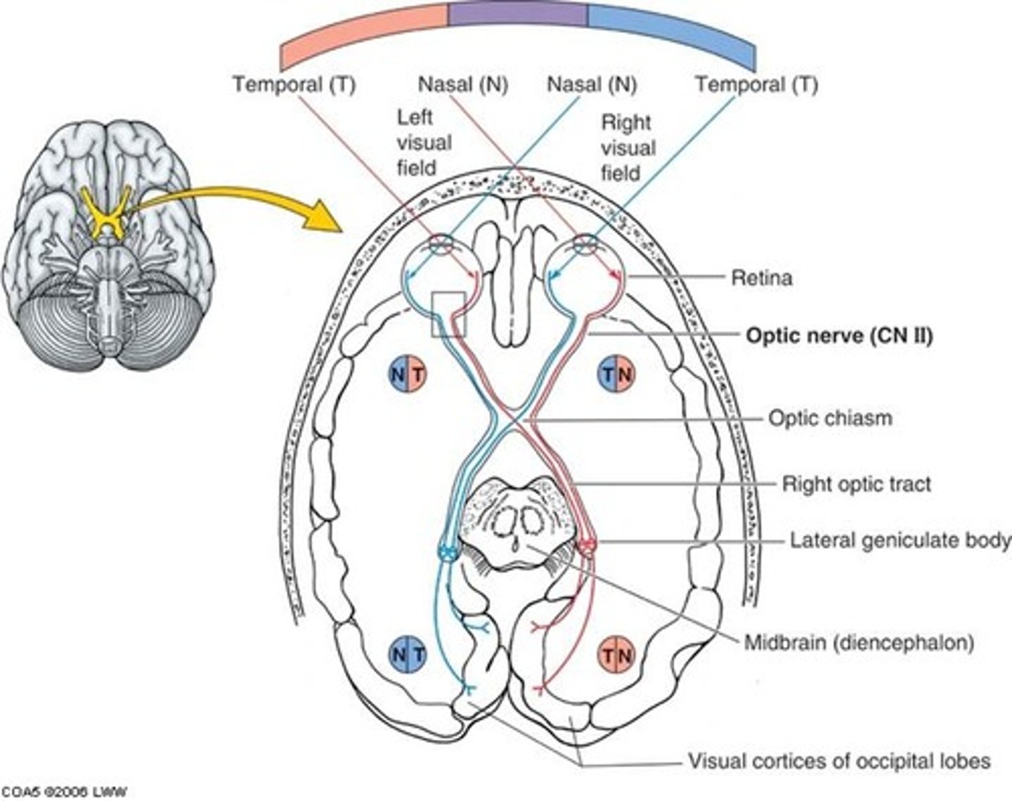 <p>X-shaped structure that sits just below the brain's ventral surface; represents the merging of the optic nerves from the two eyes and the separation of information from the two sides of the visual field to the opposite side of the brain</p>