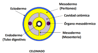 <p>Estos organismos presentan una capa que separa el endodermo de la cavidad celómica y otra que separa el ectodermo de la cavidad celómica y dentro de la cavidad se encuentran los órganos mesodérmicos.</p>