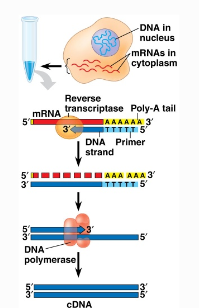 <p>cDNA</p>