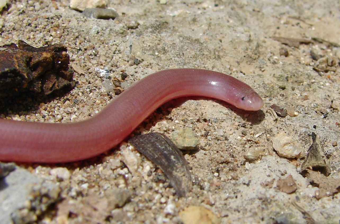 <p><span><span>genus of blind snakes</span></span></p>