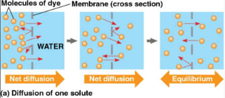 <p>Diffusion</p>