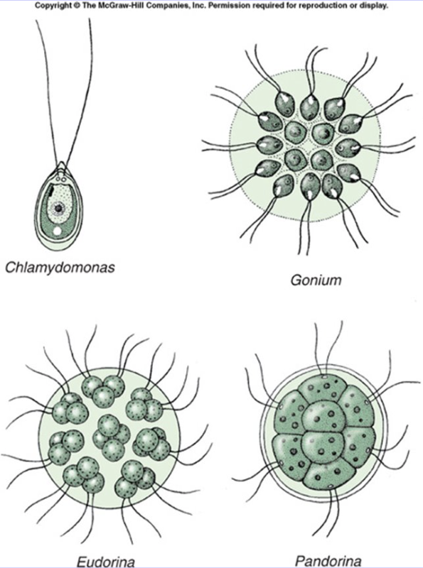 <ul><li><p>Autotrophic, unicellular &amp; colonial (<em>Chlamydomonas, Volvox</em>).</p></li><li><p>Chloroplasts; sexual + asexual reproduction.</p></li></ul><p></p>