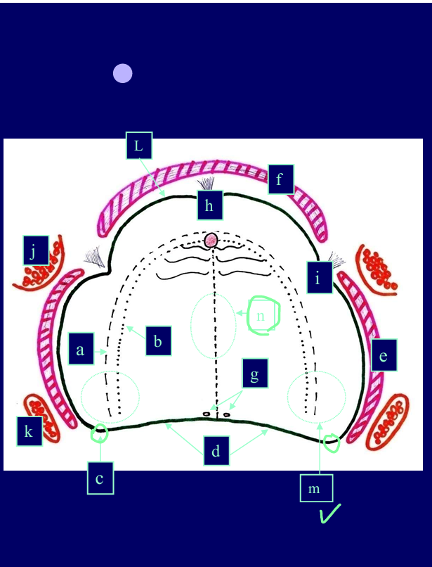 <p>Label each letter</p>