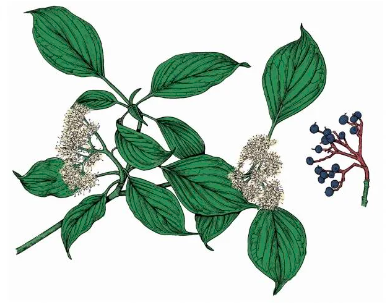 <p>alternate-leaf dogwood, Swida alternifolia, Cornaceae</p>