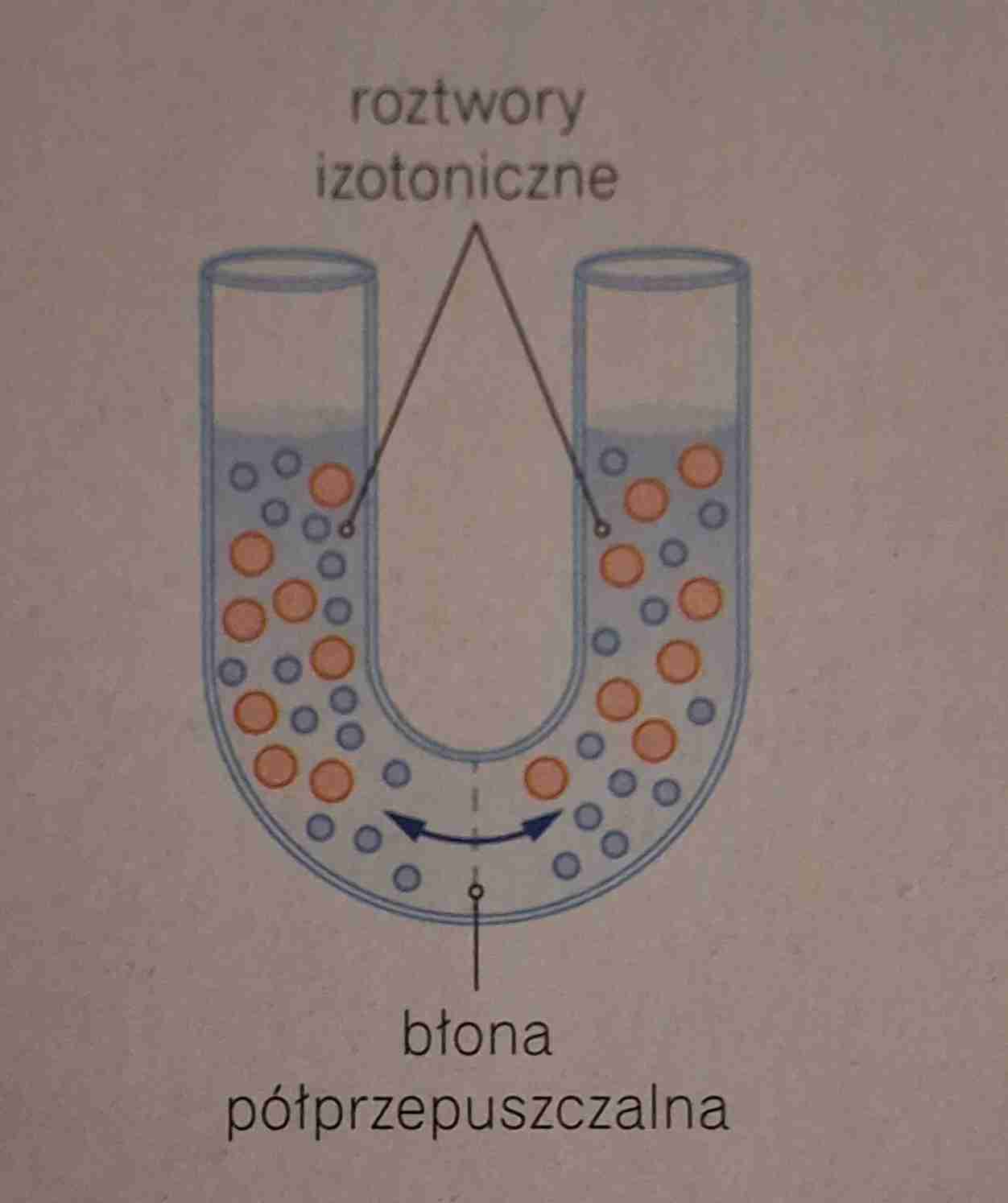 <ul><li><p>roztwór o takim samym stężeniu substancji osmotycznie czynnych jak roztwór odniesienia </p></li><li><p>roztwory izotoniczne rozdzielone błoną półprzepuszczalną wymieniają się wodą ale ilość wody przepływającej przez błonę w obu kierunkach jest taka sama</p></li></ul>
