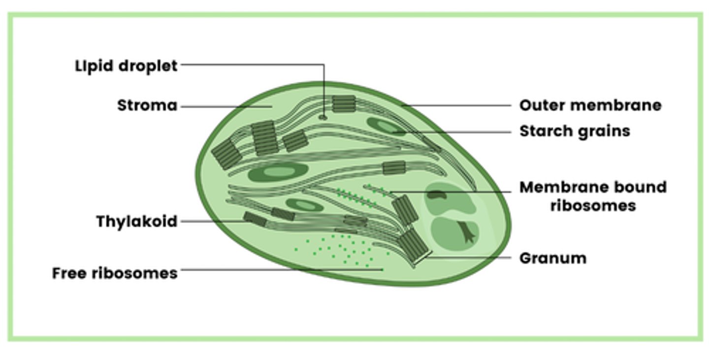 <p>- Lipid droplets</p><p>- Stroma</p><p>- Thylakoids</p><p>- Free ribosomes (70S)</p><p>- Circular DNA</p><p>- Starch grains</p><p>- Membrane bound chromosomes</p><p>- Granum</p>