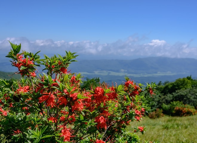 <p>A deciduous shrub with bright orange to red flowers, commonly found in the Appalachian Mountains.</p>