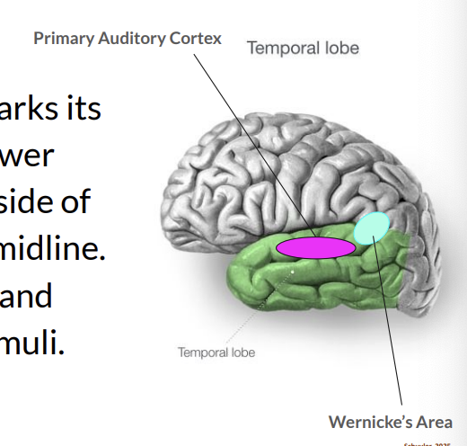 <p>Temporal Lobes</p>