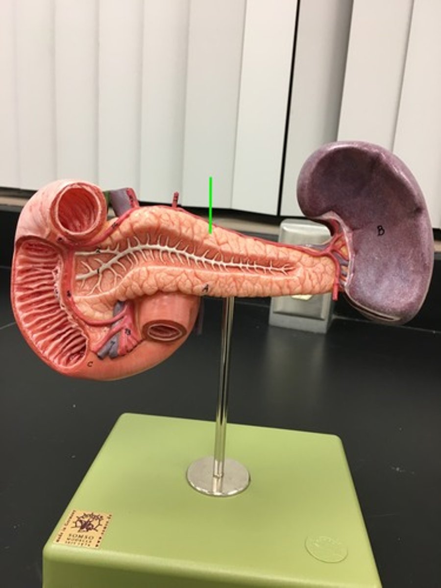 <p>an organ in the abdominal cavity with two roles. The first is an exocrine role: to produce digestive enzymes and bicarbonate, which are delivered to the small intestine. The second is an endocrine role: to secrete insulin and glucagon into the bloodstream to help regulate blood glucose levels.</p>