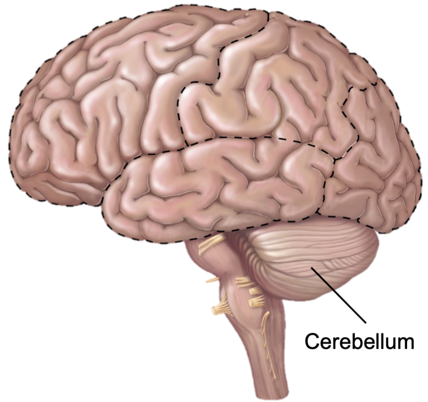 1. Connected to brainstem 
2. Functions
- Fine-tunes/tweaks body movements
- Coordinates body movements
- Maintain posture and equilibrium
- Balance 
3. Two hemispheres connected by vermis
4. Contain folia 
5. Outer cortex is gray matter
6. White matter is arbor vitae 
7. Receives information from cerebrum on movements planned
8. Compares planned movements with current body position
9. Sends instructions back to cerebral cortex to readjust/refine motor commands
10. Makes up 11% of mass of brain 