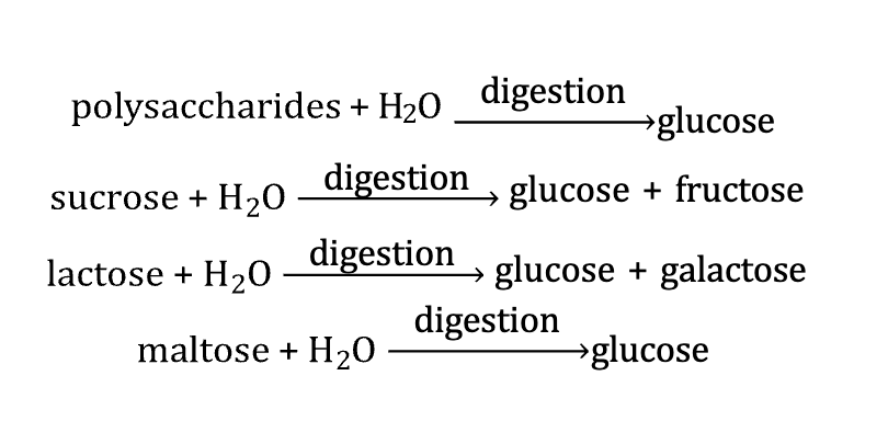 <ul><li><p>During carbohydrate digestion, di- and polysaccharides are hydrolyzed to monosaccharides</p></li></ul><ul><li><p>After digestion, <strong>glucose, fructose, and galactose</strong> are absorbed into the bloodstream through the lining of the small intestine and transported to the liver</p></li><li><p>In the liver, fructose and galactose are converted to glucose or metabolically similar compounds</p></li></ul><p></p>