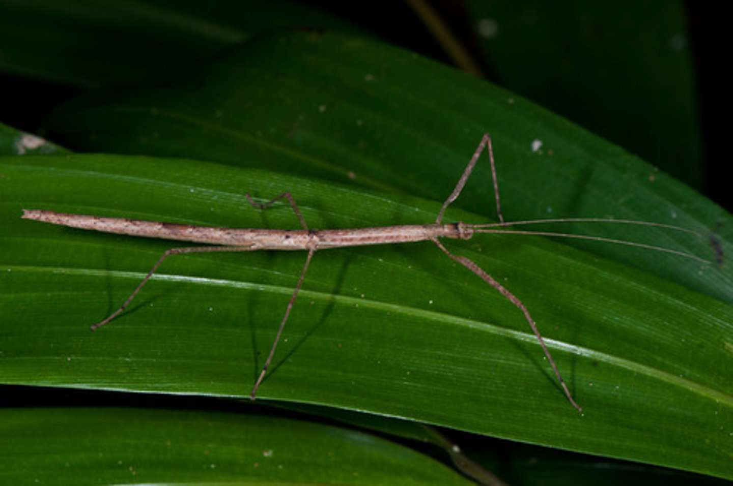 <p>Walking, stick, and leaf insects</p>