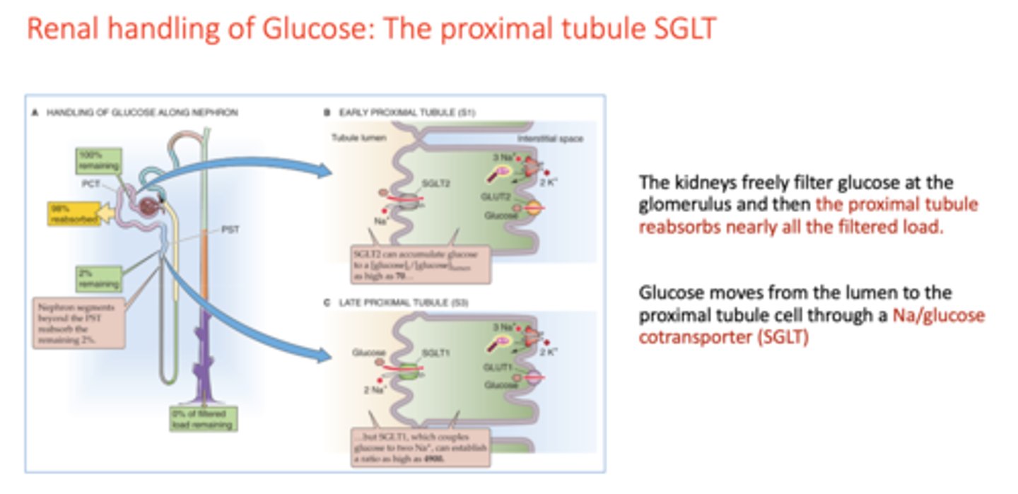 <p>proximal tubule</p>