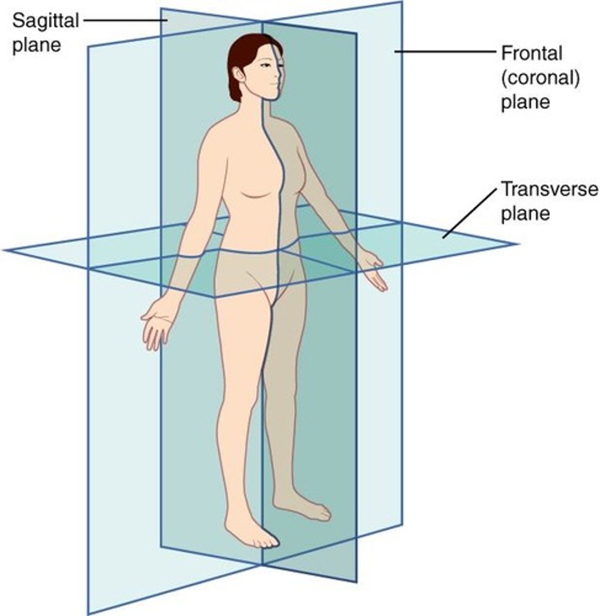 <p>divides body into right and left sides</p>