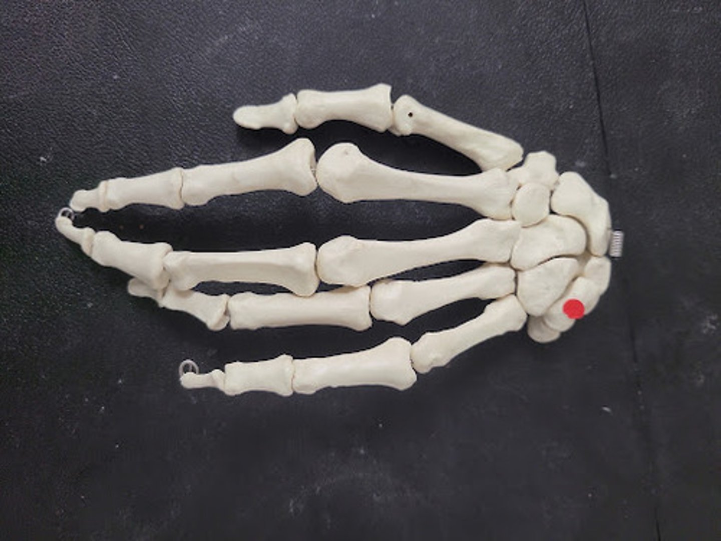 knowt flashcard image