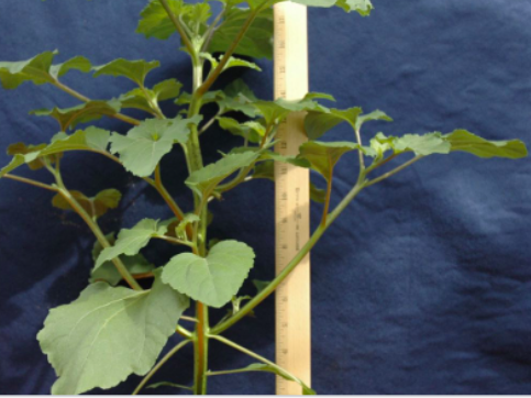 <p>Common cocklebur&nbsp;(Asteraceae)</p>