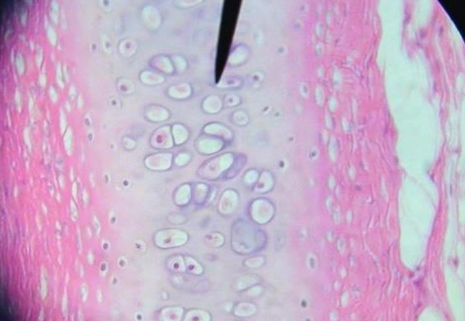 <p>Name this tissue</p>