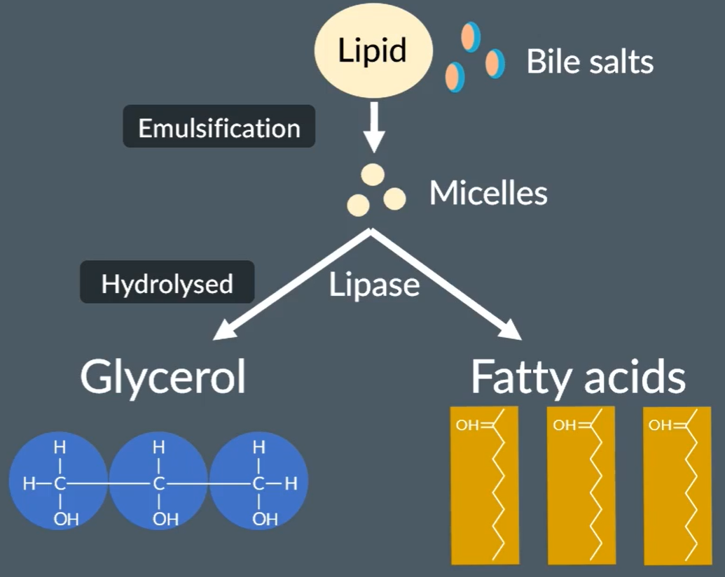 <ul><li><p>Takes place in the small intestine</p></li><li><p>Lipids mix with bile salts, which undergo emulsification to form micelles.</p></li><li><p>Cholesterol is then added.</p></li><li><p>The micelles are then hydrolysed by lipase to form glycerol and fatty acids.</p></li></ul><p></p>