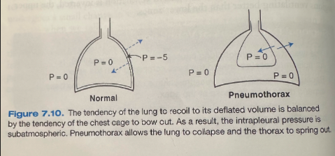 <ul><li><p><span>Normally pressure outside the lung is subatmospheric</span></p><ul><li><p><span>When air is introduced into the intrapleural space, raising the pressure to atmospheric, the lung collapses inward and the chest wall springs outward</span></p></li><li><p><span>Under equilibrium conditions, the chest wall is pulled inward while the lung is pulled outward</span></p></li></ul></li></ul><p></p>
