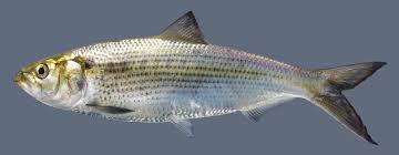 <p><strong><em>along the coast from Maine to the St. John's River, Florida</em></strong></p>